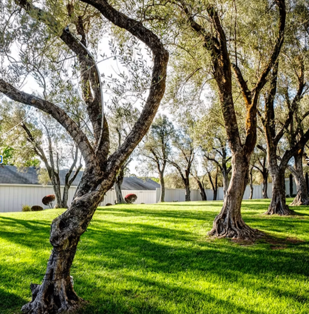Sunlit lawn in the Olive Grove lined with mature trees
