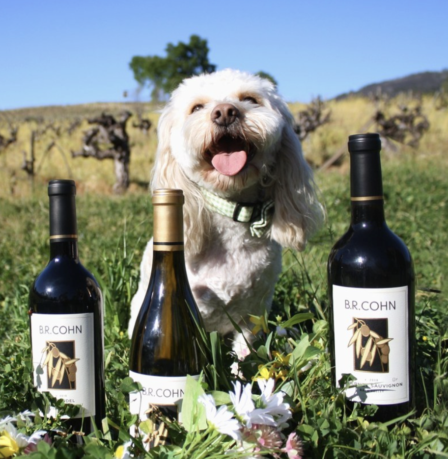 Vineyard Dog Walk