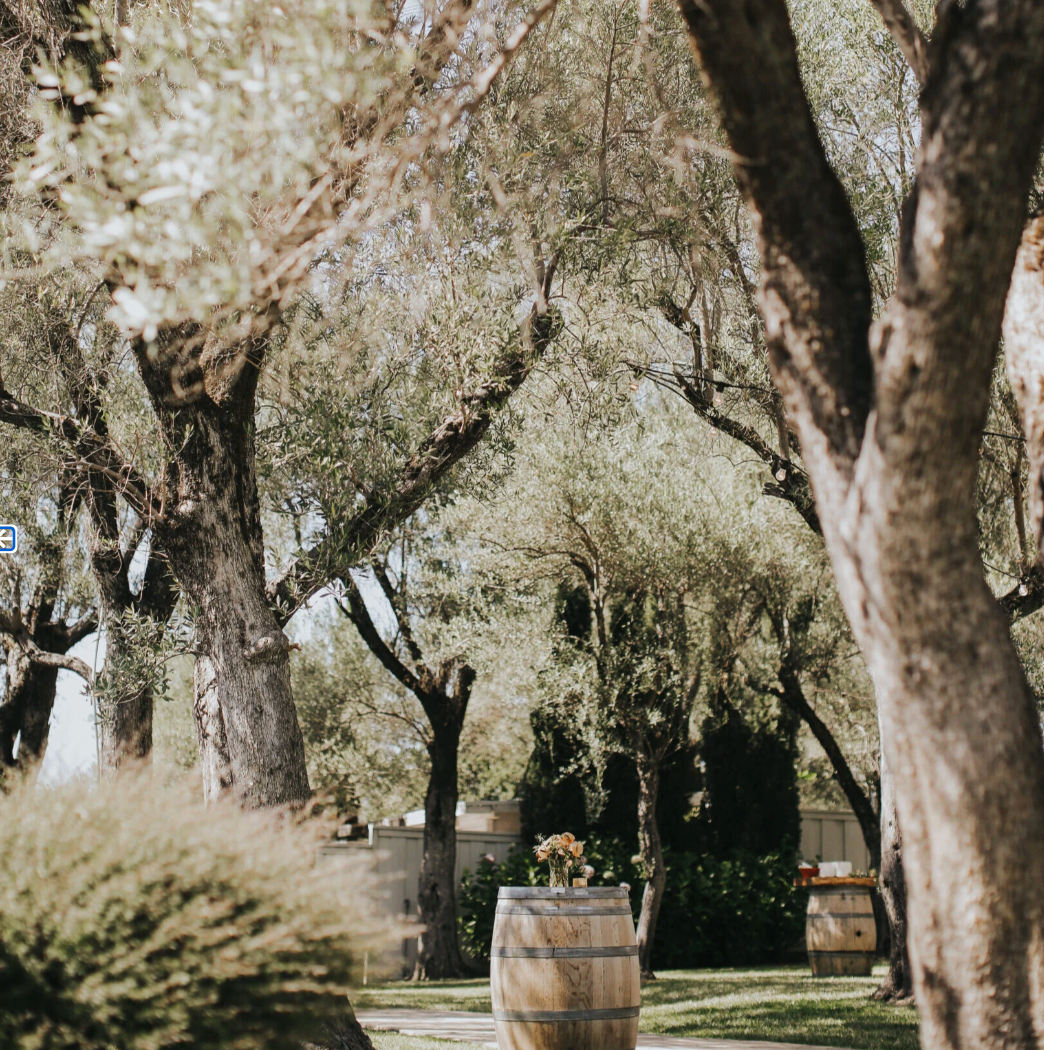 Olive Grove pathway framed by olive trees and wine barrels