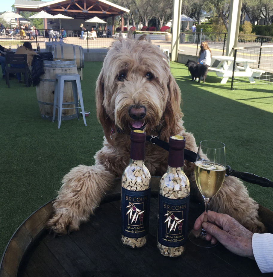 Paws & Pours