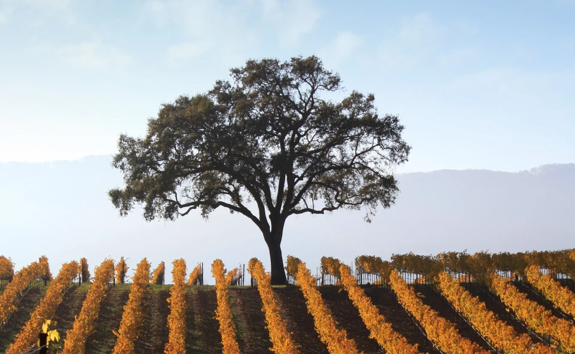 Adair Family Wines